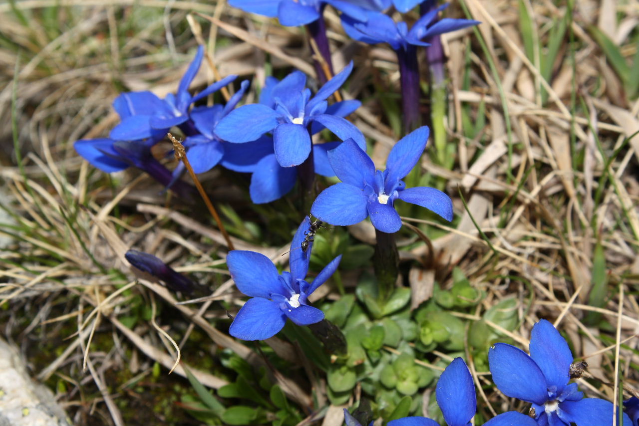 Gentiana orbicularis (=G. brachyphylla subsp. favratii) / Genziana di Favrat